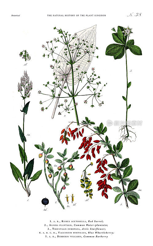 草本和开花植物，植物王国，维多利亚植物插图，大约1853年