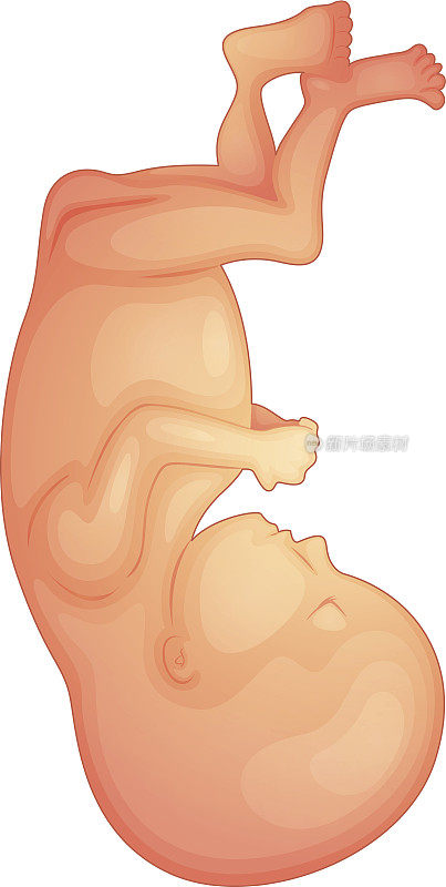人类胎儿