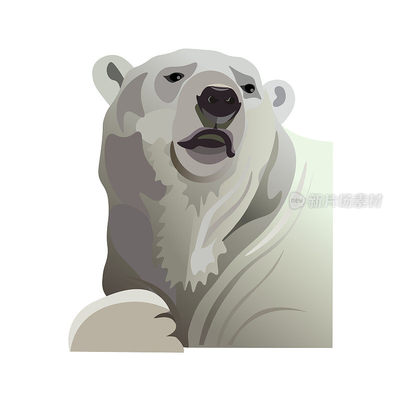北极熊的肖像。