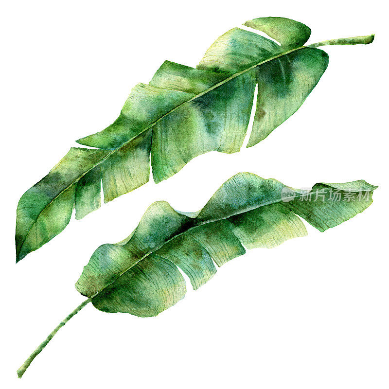 水彩香蕉棕榈叶。手绘异国情调的绿叶树枝。在白色背景上孤立的热带植物。植物插图。为设计，打印或背景