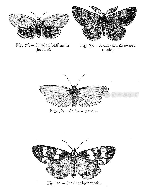 蛾的种类包括虎蛾