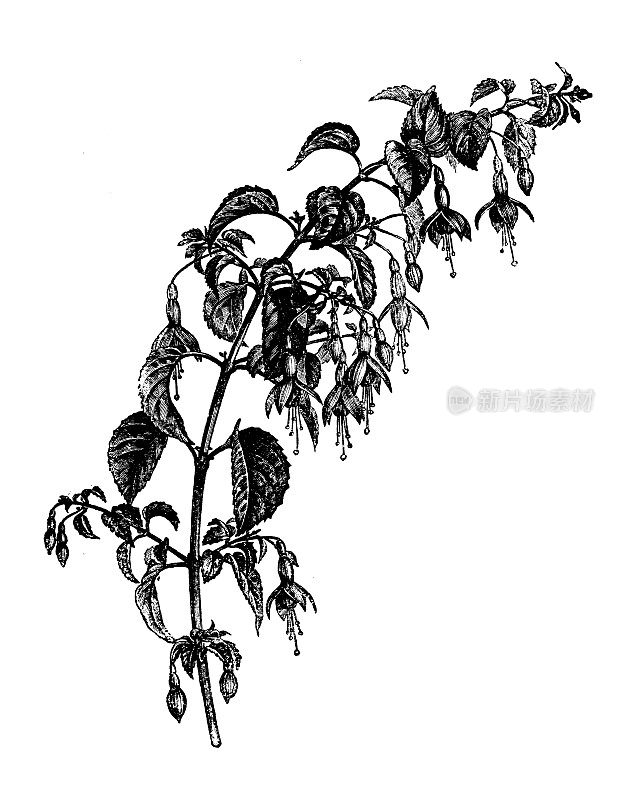 古植物学插图:紫红色