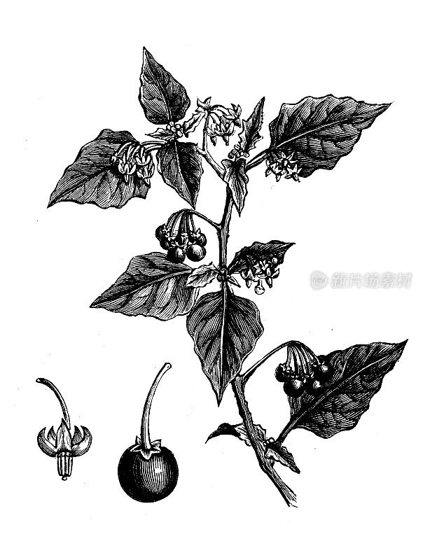 古植物学插图:龙葵，欧洲黑龙葵
