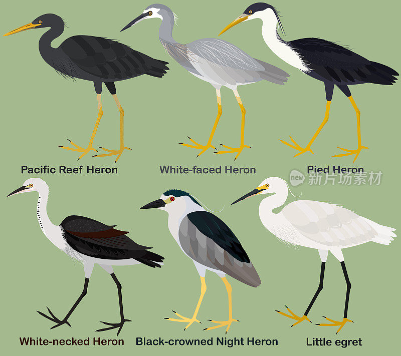可爱的涉水鸟矢量插图设置，白脸鹭，白颈，花衣，太平洋礁鹭，黑冠夜鹭，小白鹭
