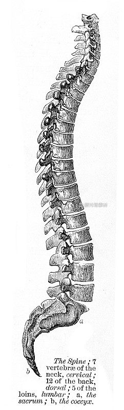 脊柱雕刻解剖学1872年