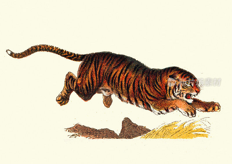 跳跃老虎，大型猫科动物，食肉动物，野生动物，古董插图