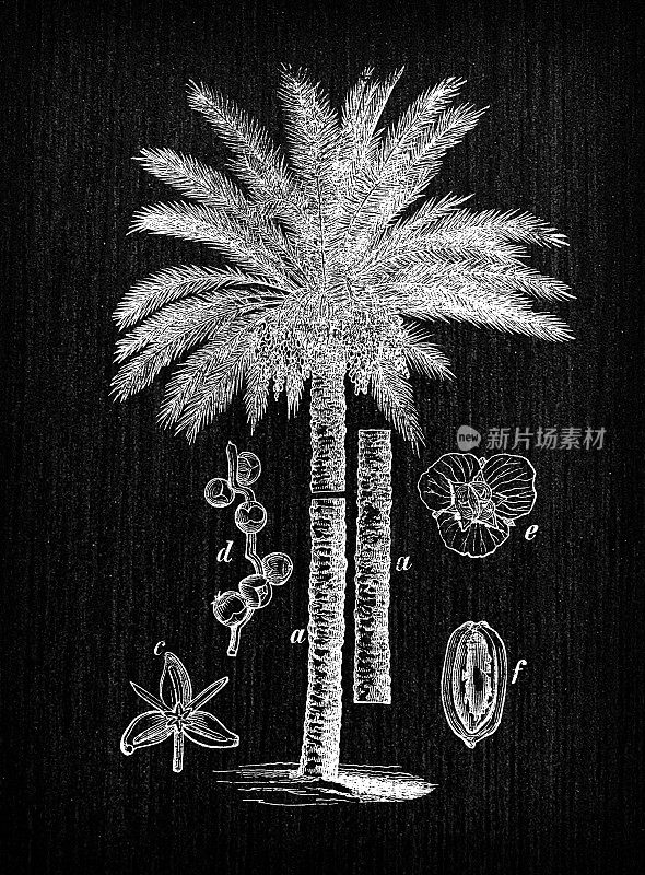 植物学植物仿古雕刻插画:凤凰dactylifera(枣树)