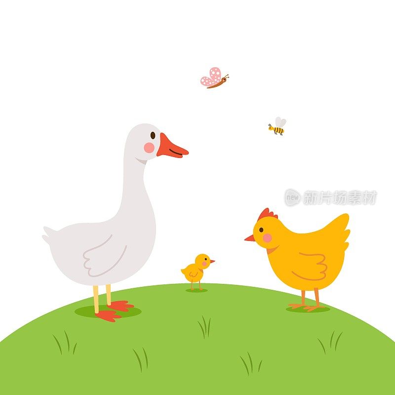 可爱的鹅、母鸡和小鸡在绿色的草地上散步