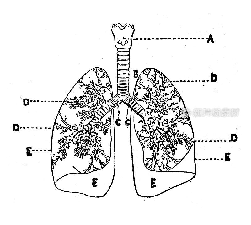古董插图:支气管