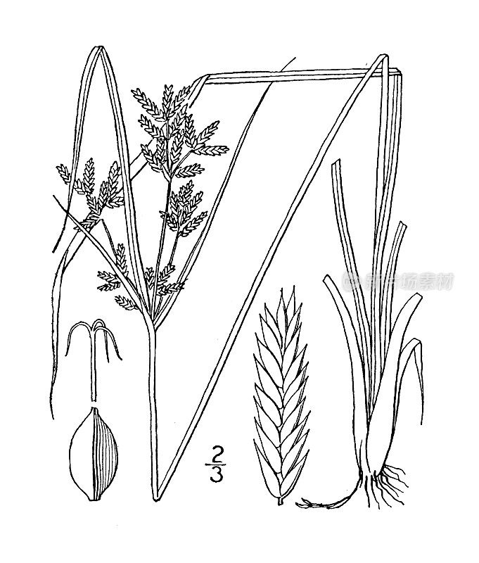 古植物学植物插图:齿香附、齿香附