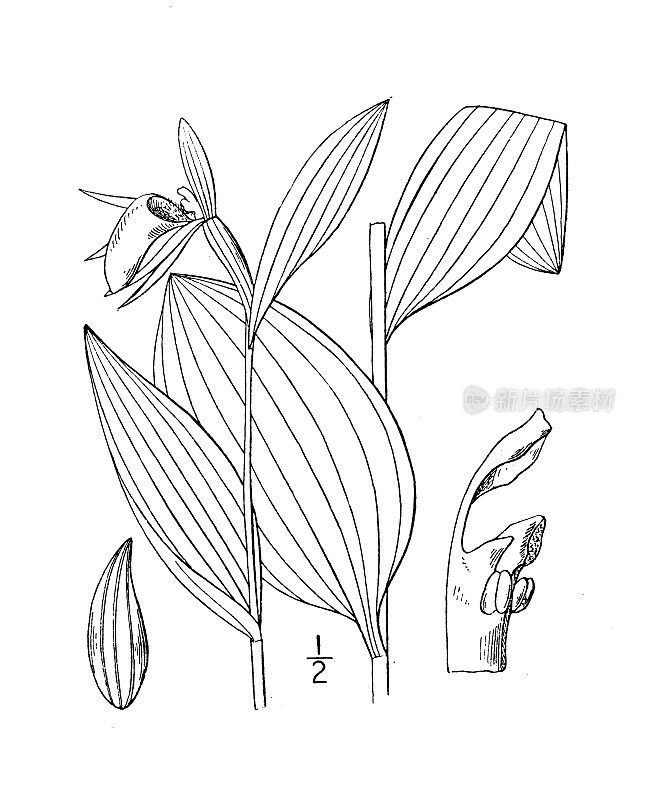 古植物学植物插图:杓兰、羊头、女鞋