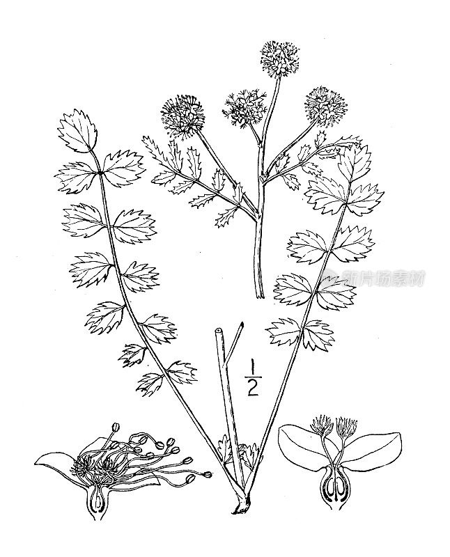 古植物学植物插图:地榆，沙拉burnet