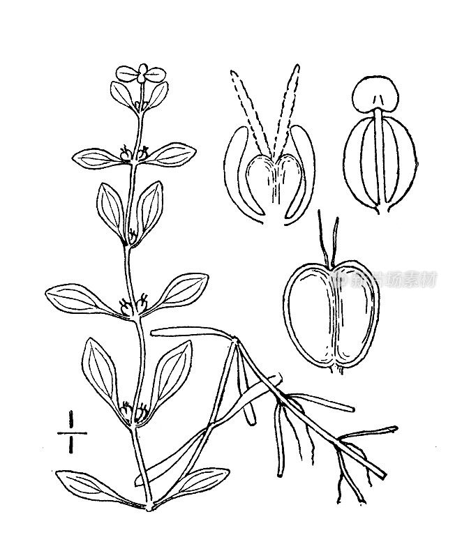 古植物学植物插图:毛竹、春水星苔