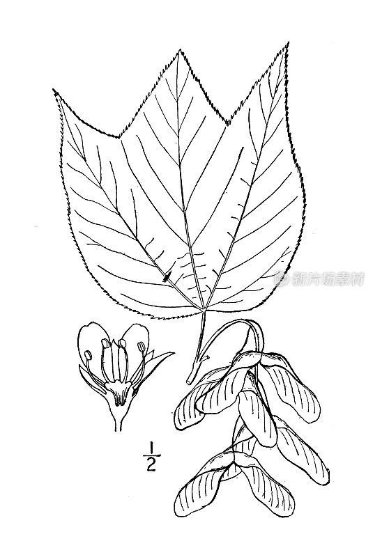 古董植物学植物插图:宾西法尼亚槭，条纹枫
