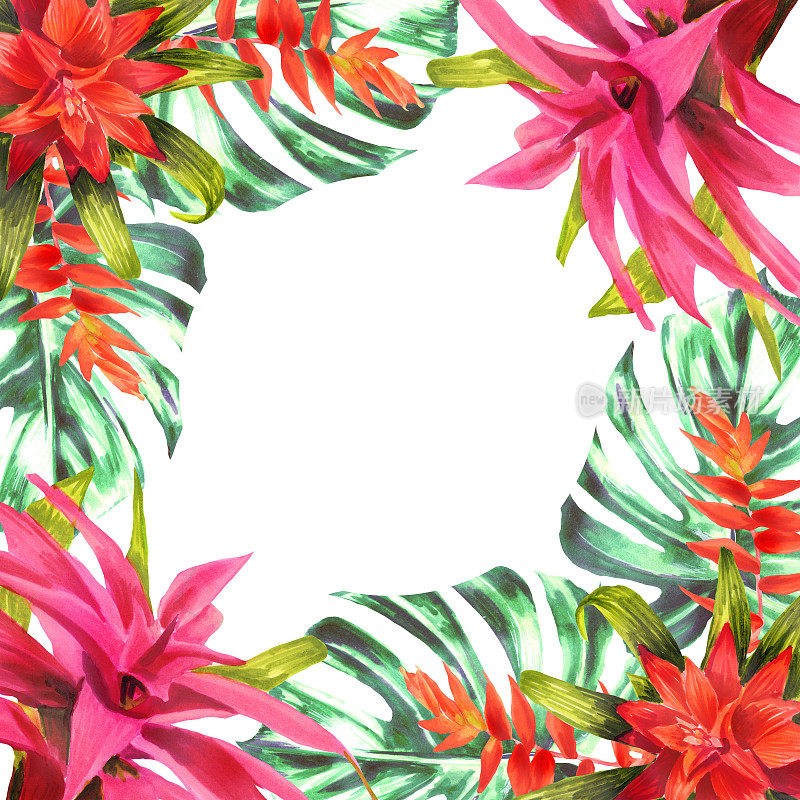 方框用水彩手绘凤梨科花和叶。春天或夏天鲜花邀请，婚礼或贺卡。凤梨属植物的植物学插图