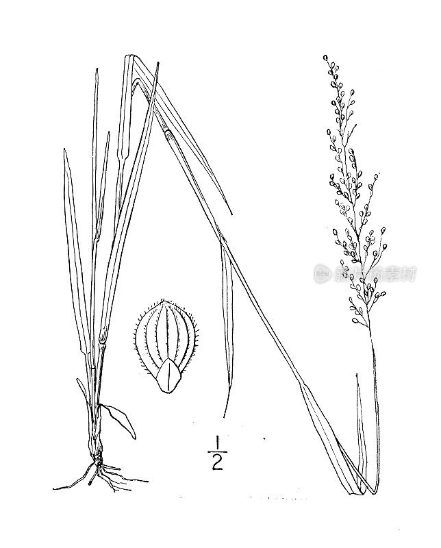 古植物学植物插图:圆锥花序、圆锥花序