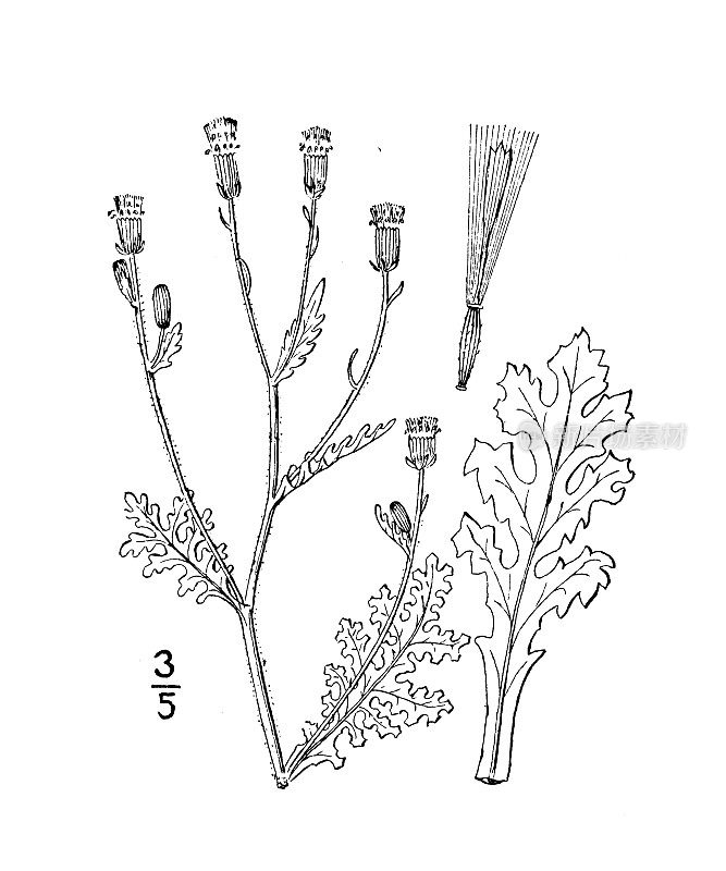 古植物学植物插图:粘胶草，粘胶土