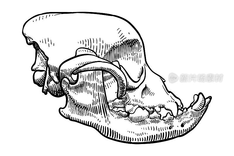 一个英国斗牛犬头骨的矢量图