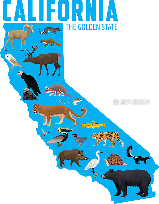 加州动物地图(袋鼠鼠，鹿，沙漠龟，褐鹈鹕，沙漠大角羊，金鳟鱼，加州鹌鹑，加州秃鹰，黑熊，美洲狮，猪，白鹭)