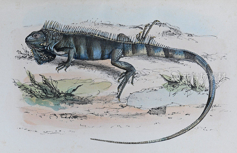 绿色鬣蜥或美洲鬣蜥(鬣蜥)-复古色彩插图