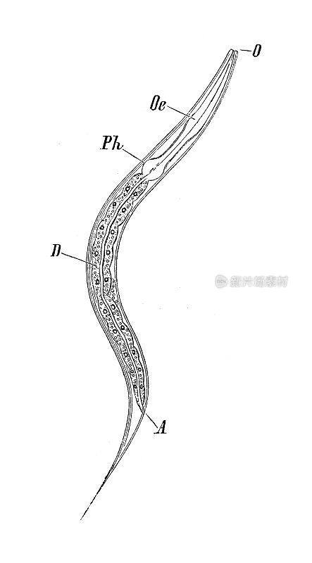 古代生物动物学图像:线虫的肠道和消化系统