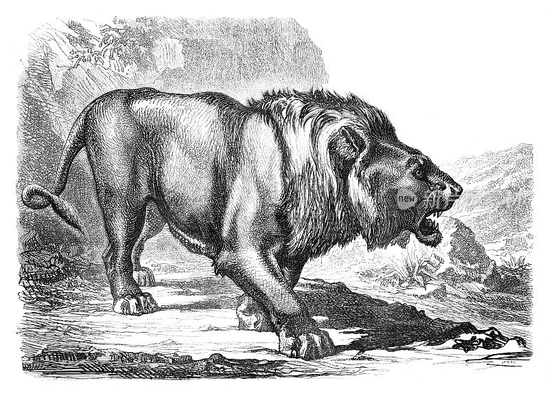 沙漠中狩猎的雄狮插图1869