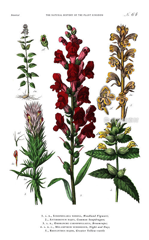 古董植物雕刻，植物王国的历史，维多利亚植物插图，盘子64，大约1853年