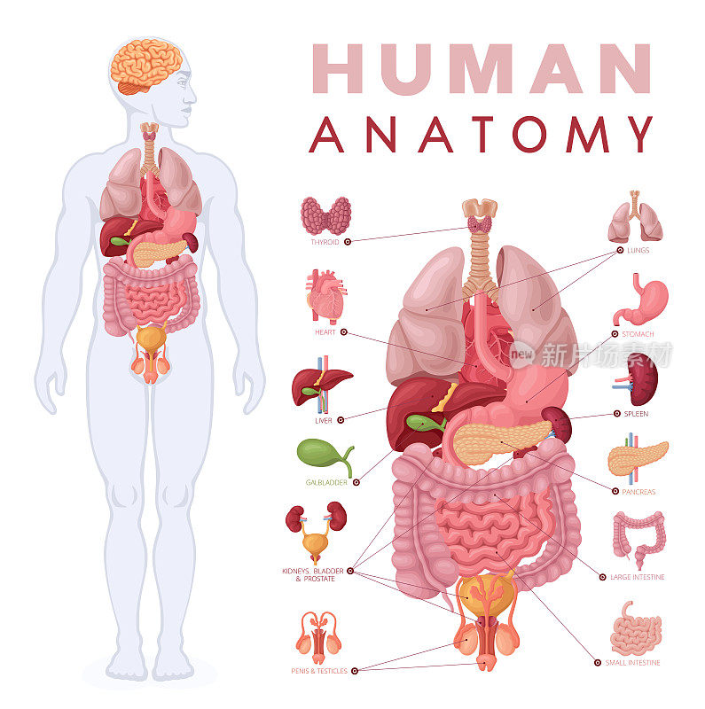 人体解剖学。男性身体器官图。