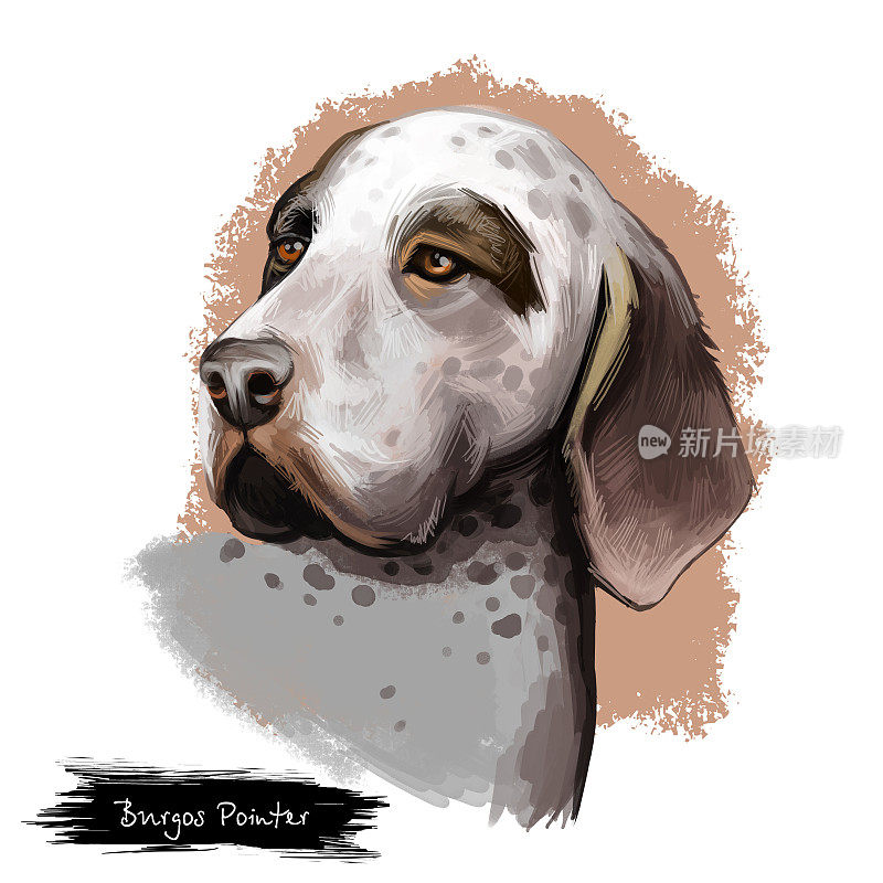 布尔戈斯猎狗品种孤立在白色背景数字艺术插图。西班牙的一种猎狗。可爱的宠物手绘肖像。图形剪贴画设计逼真的动物。