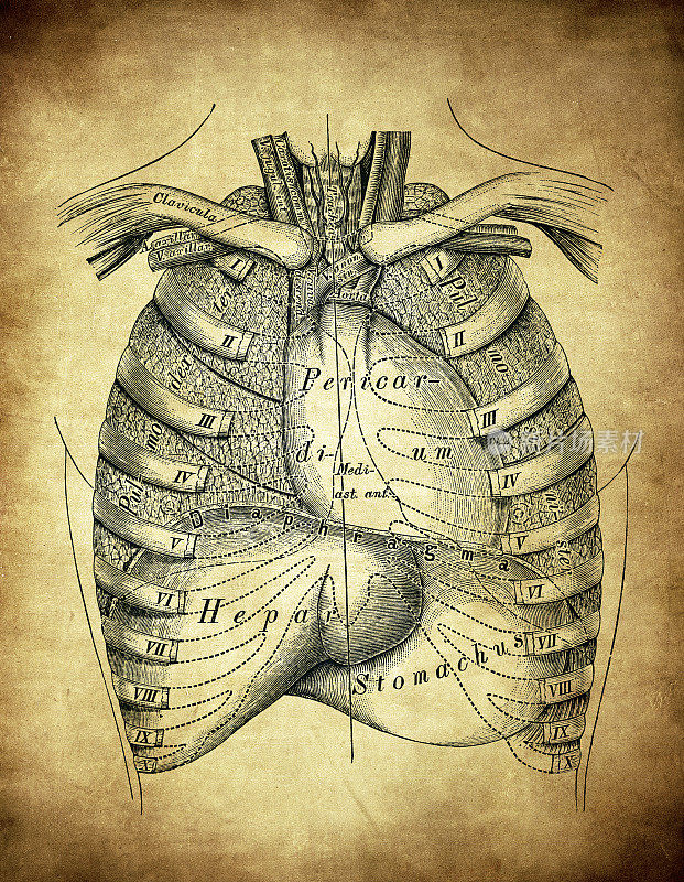 胸廓脏器的地形图