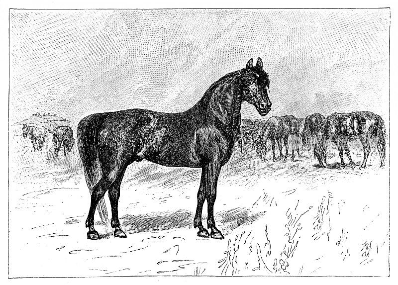 诺纽斯是一种匈牙利马品种，以其盎格鲁-诺曼血统命名