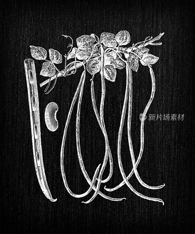 植物蔬菜植物古董雕刻插图:古巴多利科