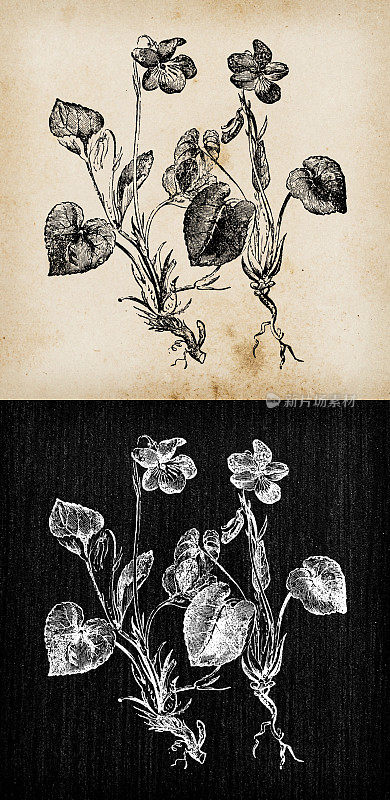 植物学植物古董雕刻插图:堇菜犬(石南狗紫，石南紫)