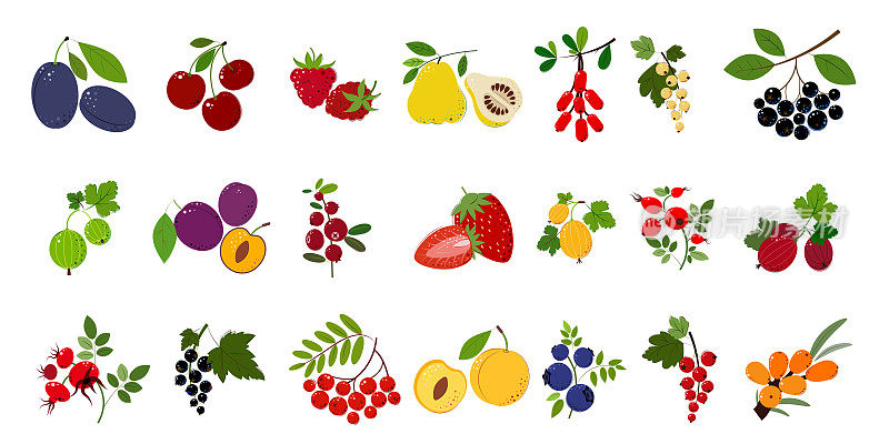 一组浆果和树叶。李子，樱桃，覆盆子，醋栗，榅桲，巴贝果，沙棘，花楸，香果，蓝莓，蔓越莓，草莓，醋栗，玫瑰果，黑醋栗，白醋栗。平的风格。矢量插图。