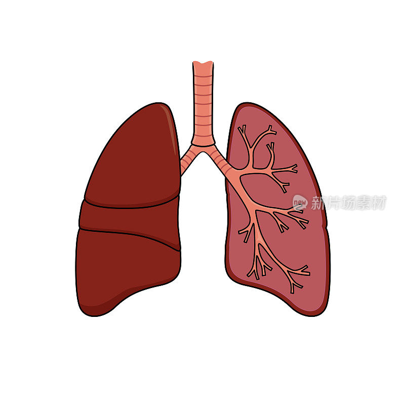 彩色矢量插图的儿童活动彩色书页与图片的内脏器官肺。
