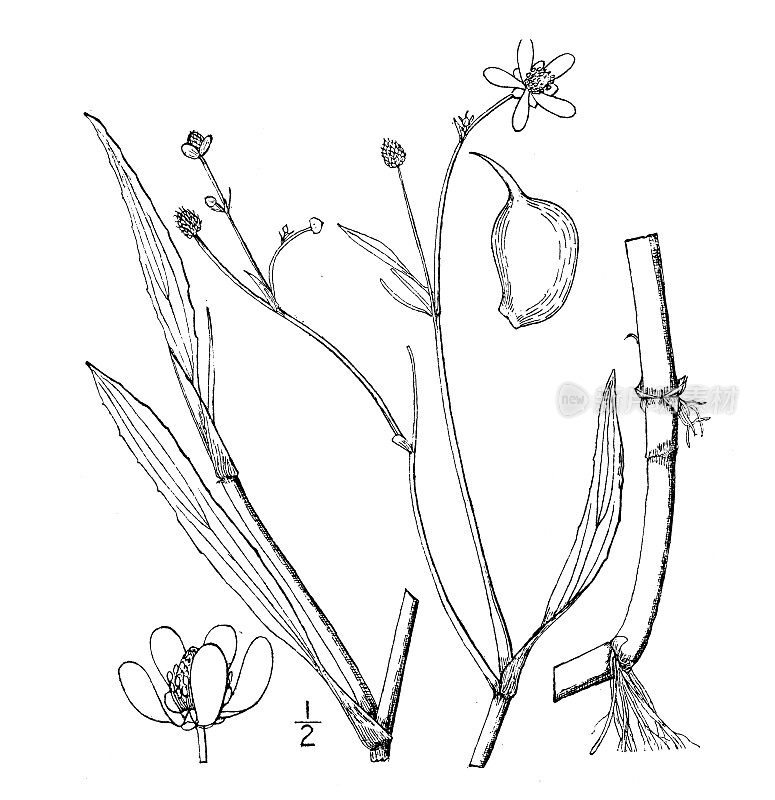 古植物学植物插图:毛茛、水车前草、留白草