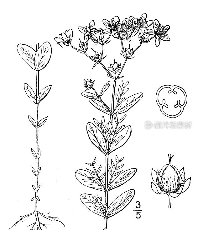 古植物学植物插图:金丝桃、白圣约翰草