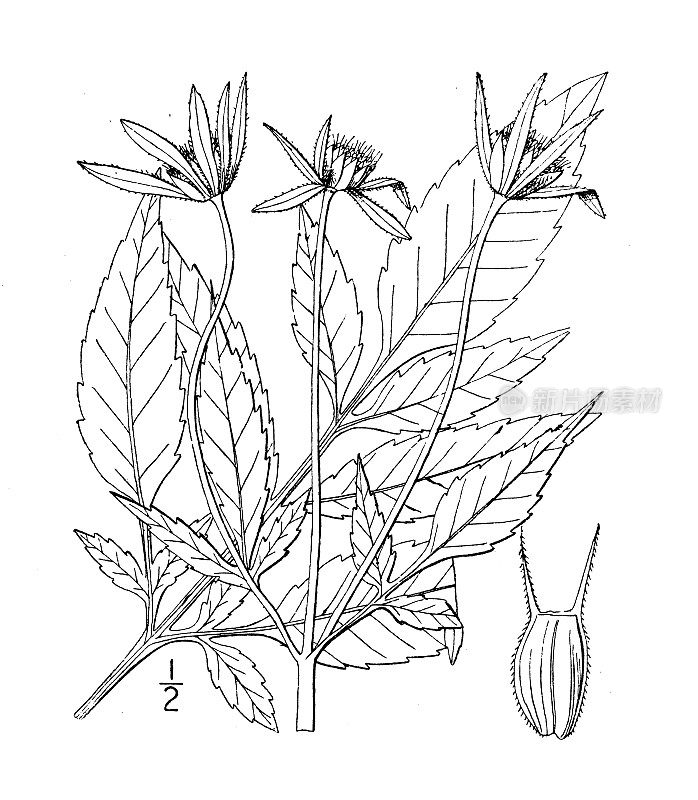 古植物学植物插图:灰叶鬼针草，扁虱粘紧