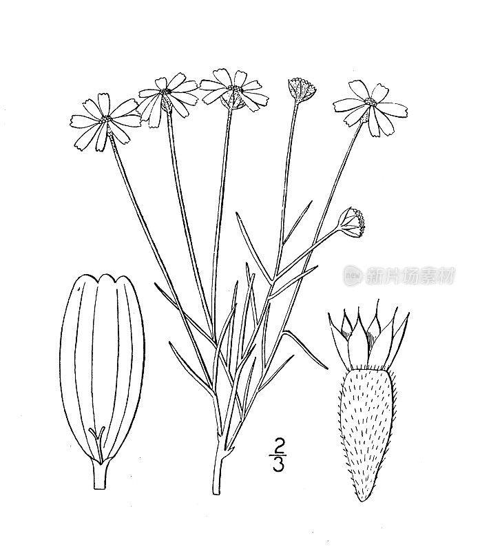 古植物学植物插图:黑荆芥、细叶黑荆芥