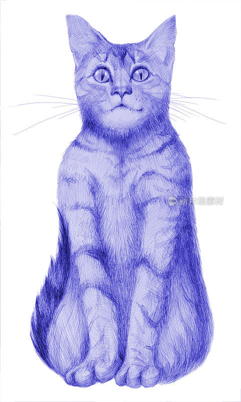 插图蓝色铅笔画的数字坐猫在白色背景