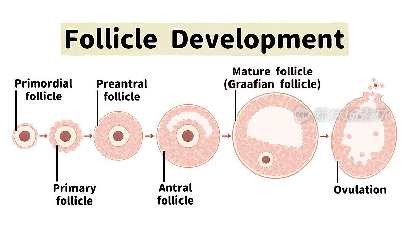 卵泡发育与排卵过程;英语语言