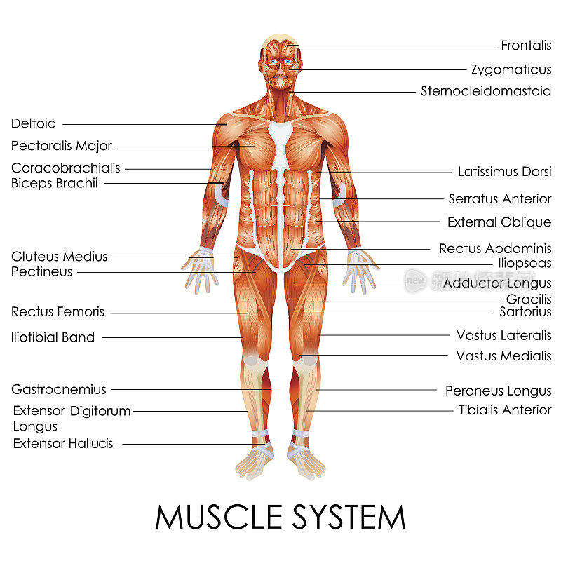肌肉系统