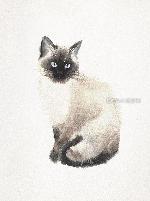 水彩画的暹罗猫