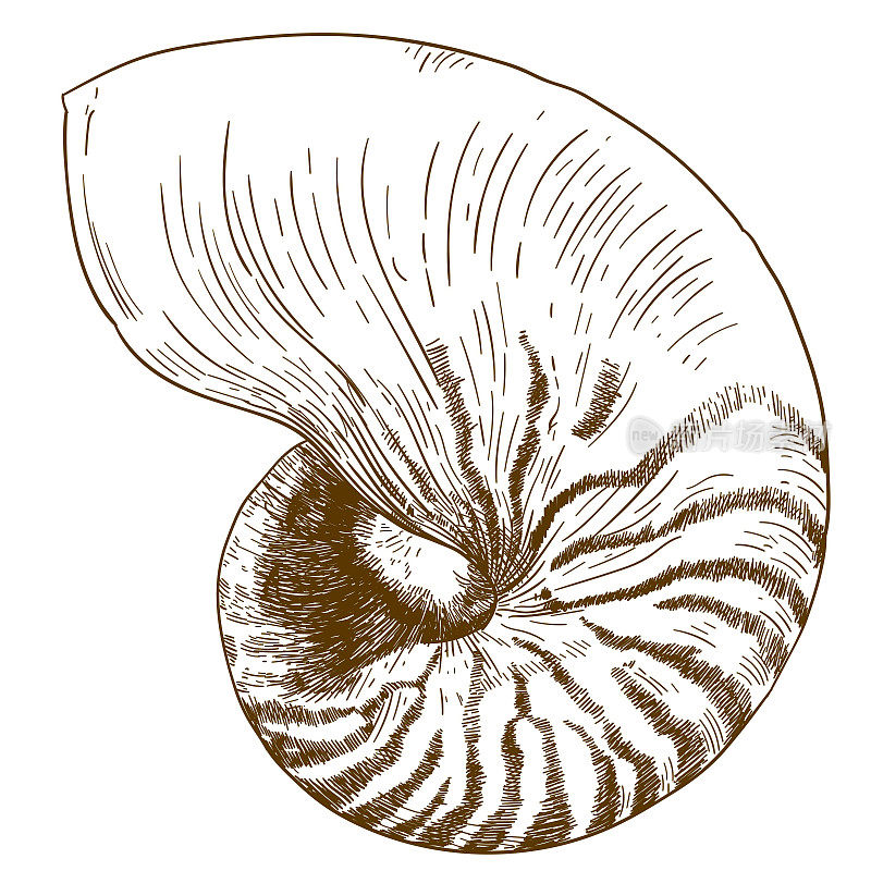 庞皮利乌斯鹦鹉螺雕刻绘画插图