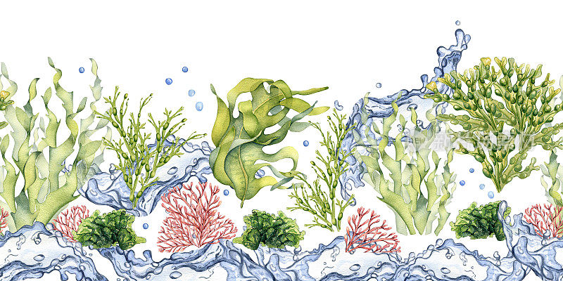 无缝板的绿色海洋植物水彩插图孤立的白色。水溅，海沙拉，藻，海带手绘。设计元素用于包装，广告，包装，海洋收集