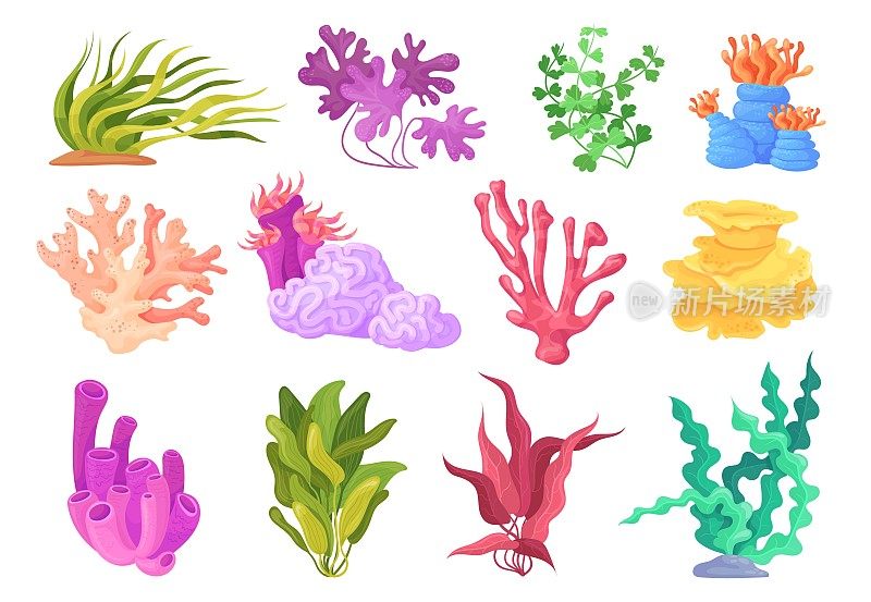 卡通藻类植物。美丽的海藻和珊瑚，海带植物画水下植物海带浮游植物海洋杂草类型