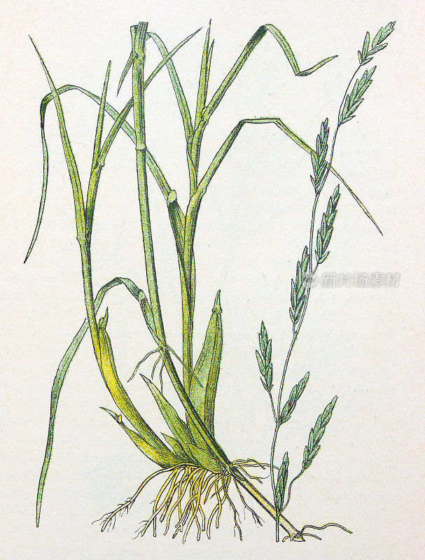 古董植物学插图:吗哪草，甘油三酯