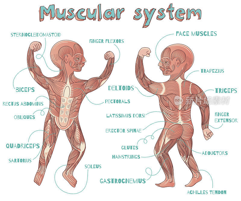 儿童人体肌肉系统矢量卡通插图