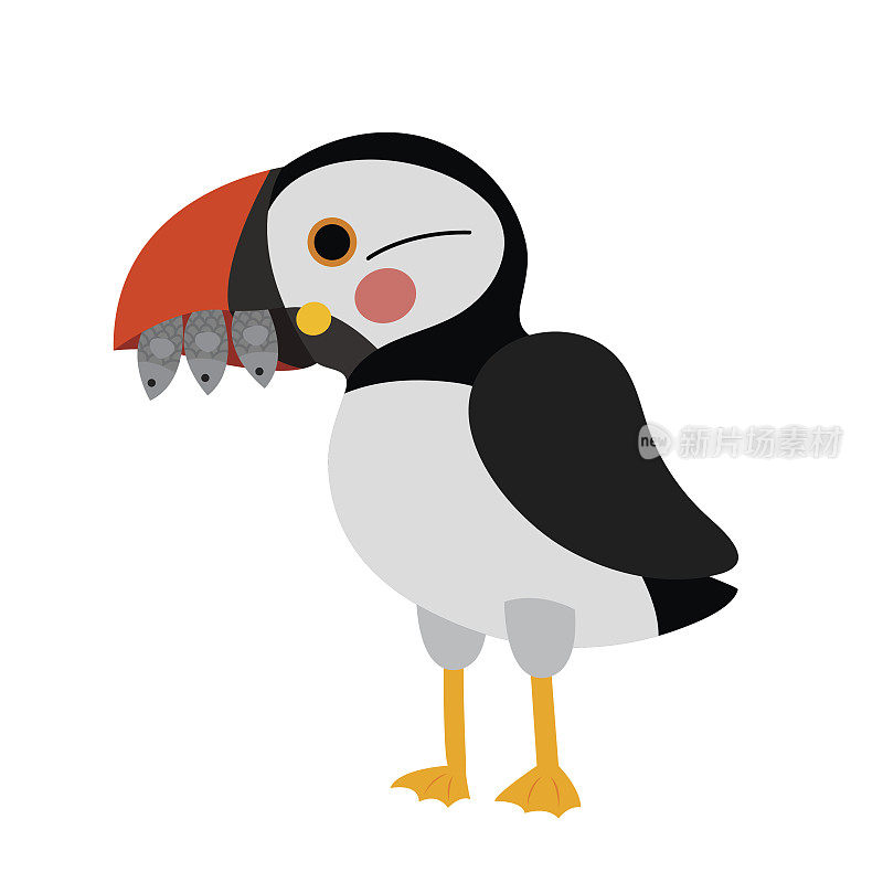 海鹦鸟动物卡通人物矢量插图。