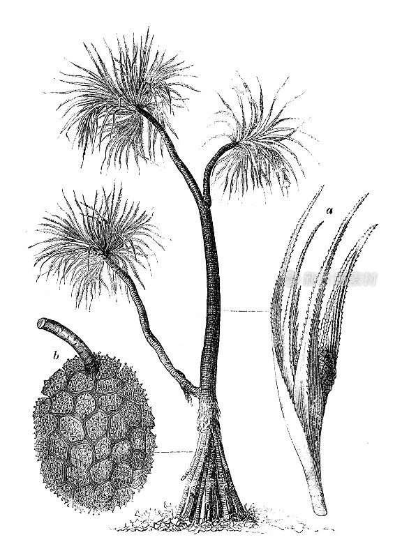 植物学植物仿古雕刻插图:香露兜(螺松、丘达、香螺松、伞树、螺杆树)